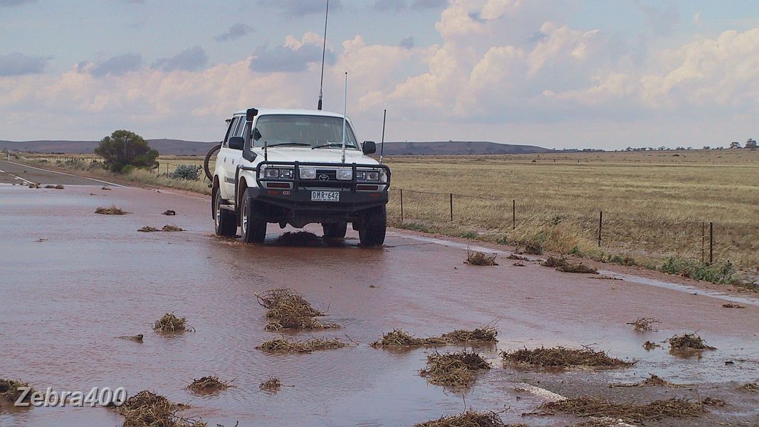 25-Zebra drives near flooded Burra Gorge.JPG